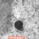 의정부 24시 IU 동물병원 이미지