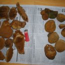 전나무상황, 말굽버섯-판매종료 이미지