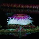 사진(풍경이있는방):밤에피는 빅토리아연꽃 이미지