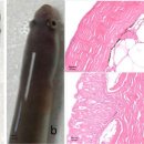 유럽산 뱀장어의 AngHV-1의 증상과 조직학적 변화 이미지
