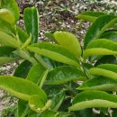 초록카센타 이미지