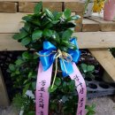 꽃보다당구장 이미지