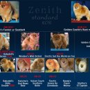 베스트 인 쇼 이미지