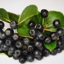 더조은농장 이미지