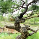 시청 소나무 이미지