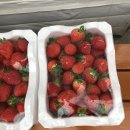 KJ농원 | [인천아이와갈만한곳] 고씨딸기체험농원 /딸기체험/ 겨울체험