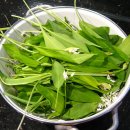 몸에 좋은 산마늘(wild garlic) 이미지