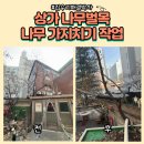 강남새싹유치원 | 상가 나무벌목 나무가지치기작업