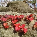 담쟁이농장 이미지