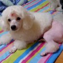 절세미견 이미지