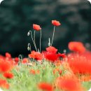 용수골꽃양귀비축제 이미지