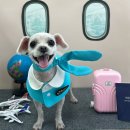 멍멍이까까 이미지