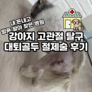 두발로병원 | [이수/방배] 24시 데이원동물병원 내돈내산 후기 | 강아지 고관절 탈구 수술