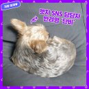 자랑하개 이미지