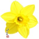 노란 꽃 수선화 축제 이미지