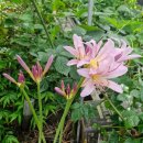 상복 농장 이미지