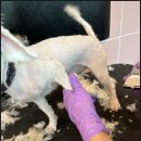 부산애견미용 이미지