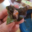 맛있는부자족발 | [안산맛집] 안산 초지동 족발맛집, 가장맛있는 족발VS부자족발VS가야족발 먹어본 후기