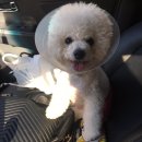 보비동물병원 이미지