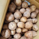 대서농장 | 농라 이심이농장 대서감자 10kg 구매후기
