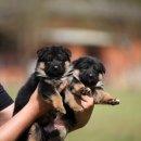 아마존애견사 이미지