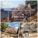 향교 리치 대청마루 | 밀양향교 매화 50~60% 개화! 경남 봄나들이 &amp; 밀양 봄 가볼 만한 곳 추천