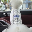 멍멍아학교가자 (대명점) 이미지