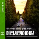 기지시 메타세콰이아 네이버블로그