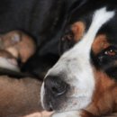 멍멍이네 이미지