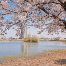느티나무유치원 | 수원 벚꽃 명소 '만석공원' 만석거 새빛 축제 실시간 후기