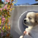 컴페니언바이주문진 | [주문진 여행] 컴페니언바이주문진 애견동반 숙소 독채펜션 2박3일 여행