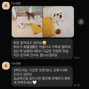 미소댕댕 | 🐶진주 애견호텔 미소댕댕 후기｜걱정 가득했던 첫 호텔링 성공기
