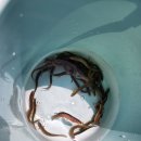 후사랑밀크(환희목장) 이미지