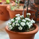 이베리스 이미지