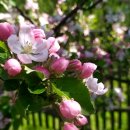 비금정고운정 이미지