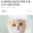 계속되는 길 고양이 혐오 (왼쪽 귀 끝 1cm가 잘려있다면) 이미지