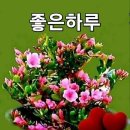 아로로스