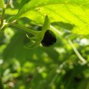 약초이야기 | 마녀의 약초와 약재의 변신: 벨라도나와 디기탈리스