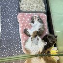 유어펫 일산본점 이미지