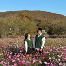 목화예식장3거리~효성요양병원앞 | [일상] 24년 10월 5째주 호랑이의 일상