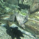 아쿠아리움 이미지