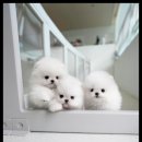 퍼피트렌드 이미지