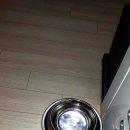 포리더푸들