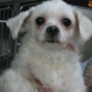 연서 동물병원 이미지