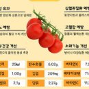 토마토 먹으면 효능 칼로리 이미지