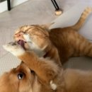 그루밍도그 이미지