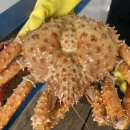 대포 크랩 이미지