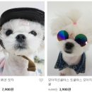 입어보개 이미지