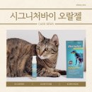 윤쌤동물병원 | 고양이치은염 시그니처바이 스토모액트 오랄젤 2주사용후기