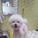 까까줄개 이미지